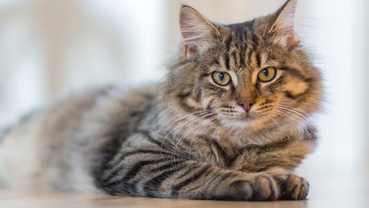 A importância de manter uma dieta balanceada para os gatos