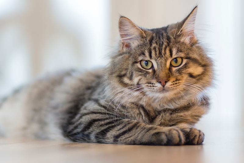 A importância de manter uma dieta balanceada para os gatos